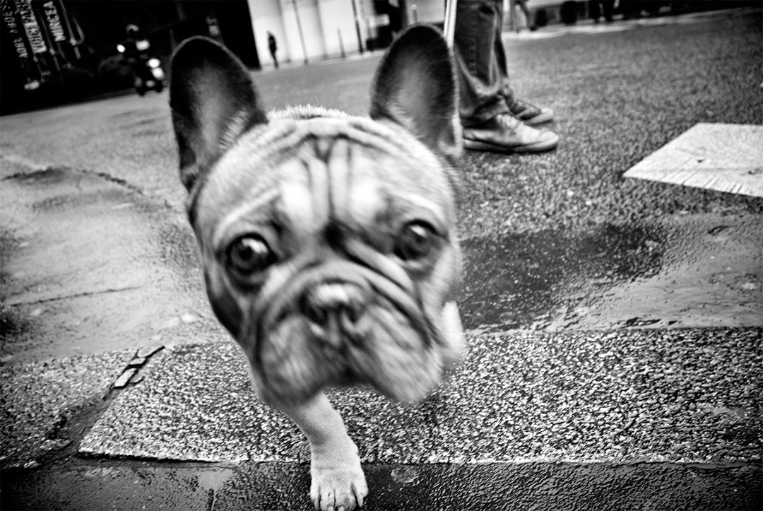 A dog approaching the camera beside a pedestrian crossing.